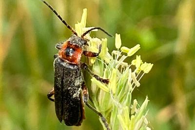 <i>Cantharis rustica</i>