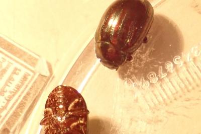 <i>Chrysolina cerealis</i>