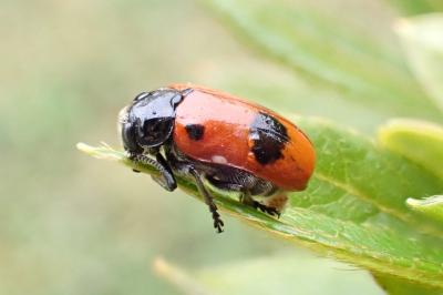 <i>Clytra laeviuscula</i>