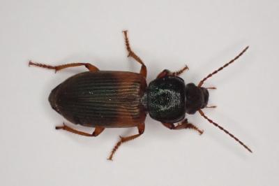 <i>Gynandromorphus etruscus</i>