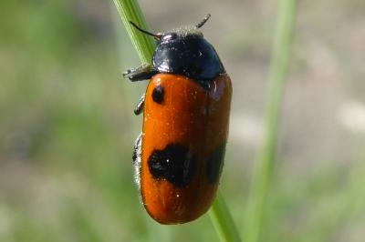 <i>Clytra laeviuscula</i>