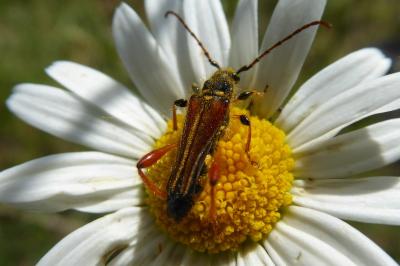 <i>Stenopterus rufus</i>