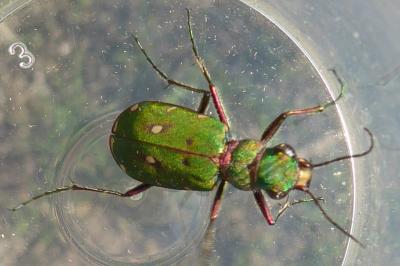 <i>Cicindela campestris</i>