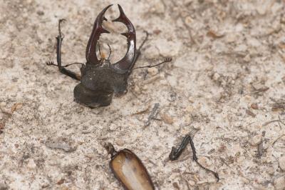 <i>Lucanus cervus</i>