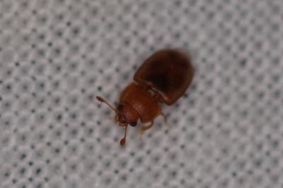 <i>Epuraea</i>