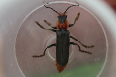 <i>Cantharis fusca</i>