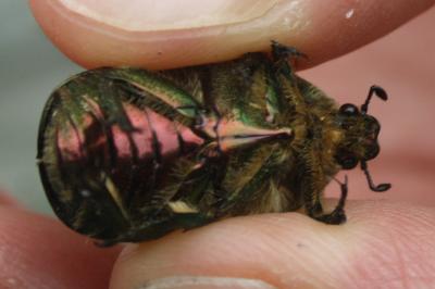 <i>Cetonia aurata</i>
