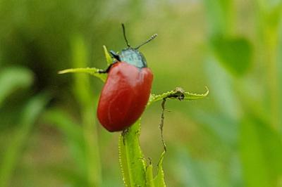 <i>Chrysomela populi</i>