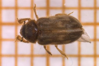 <i>Heterocerus fenestratus</i>
