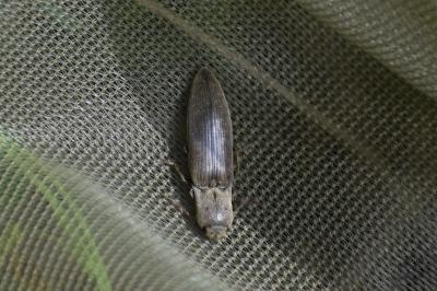<i>Agriotes pilosellus</i>