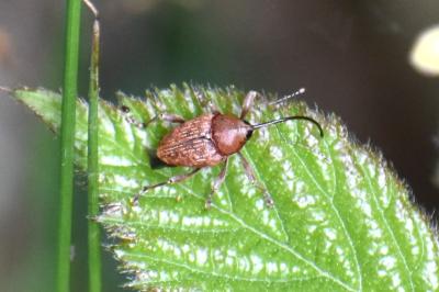 <i>Curculio glandium</i>
