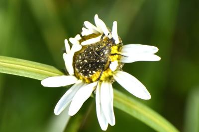 <i>Oxythyrea funesta</i>