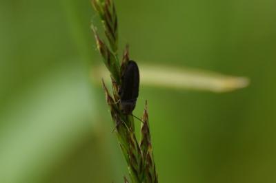 <i>Cidnopus pilosus</i>