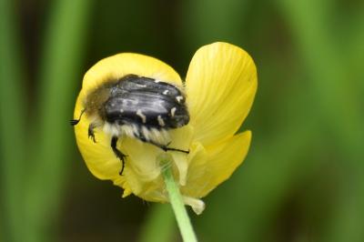 <i>Tropinota</i>