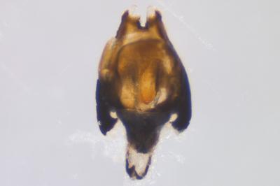 <i>Heterocerus fenestratus</i>