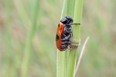<i>Clytra laeviuscula</i>