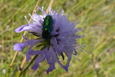 <i>Cryptocephalus</i>