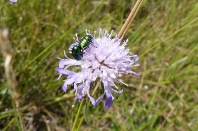 <i>Cryptocephalus</i>