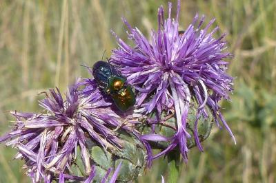 <i>Cryptocephalus</i>
