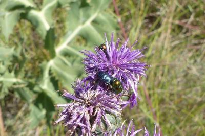 <i>Cryptocephalus</i>