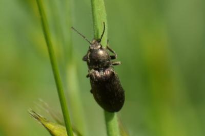 <i>Selatosomus latus</i>