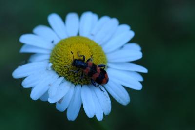 <i>Trichodes apiarius</i>