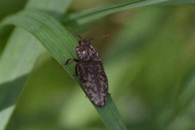 <i>Agrypnus murinus</i>