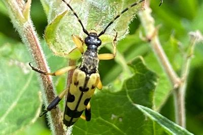 <i>Rutpela maculata</i>