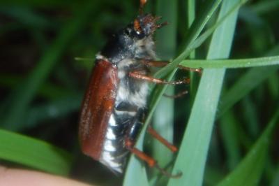 <i>Melolontha melolontha</i>