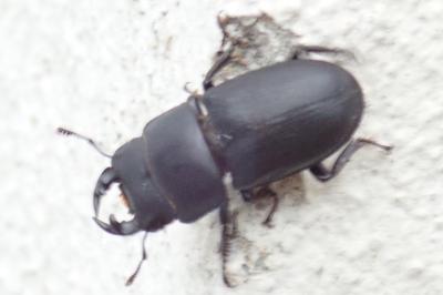 <i>Dorcus parallelipipedus</i>