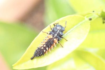 <i>Harmonia axyridis</i>