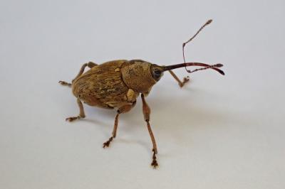 <i>Curculio nucum</i>