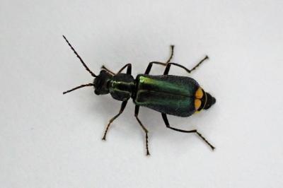 Clanoptilus elegans