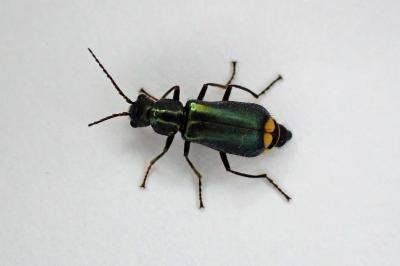 <i>Clanoptilus elegans</i>