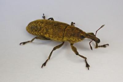 <i>Lixus</i>