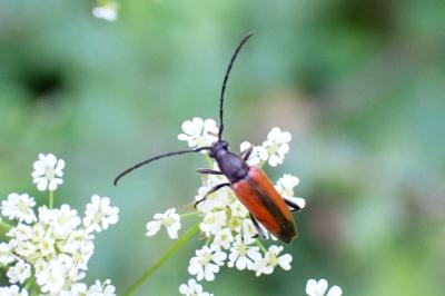 <i>Stenurella melanura</i>