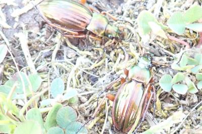 <i>Carabus auratus</i>