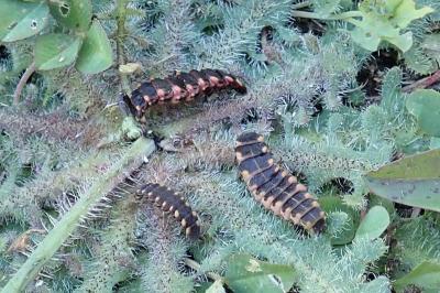 <i>Lampyris noctiluca</i>