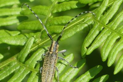 <i>Agapanthia villosoviridescens</i>