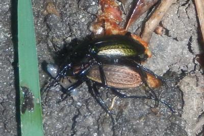 <i>Carabus monilis</i>