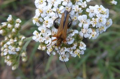 <i>Oedemera podagrariae</i>