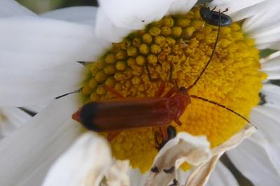 <i>Rhagonycha fulva</i>