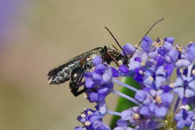 <i>Oedemera flavipes</i>