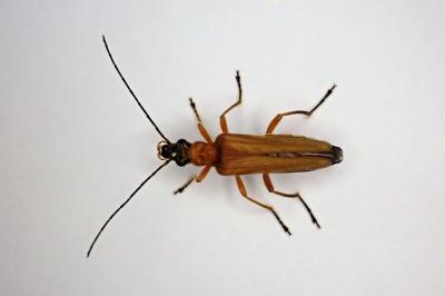 <i>Oedemera podagrariae</i>