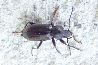 <i>Stenomax aeneus</i>