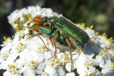 <i>Cerocoma schaefferi</i>