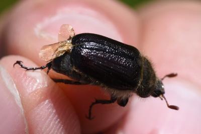 <i>Amphimallon atrum</i>