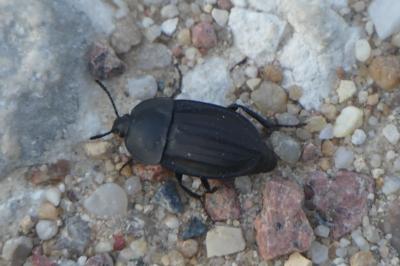 <i>Silpha carinata</i>