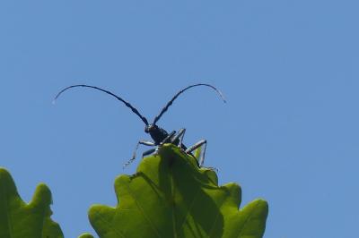 <i>Cerambyx scopolii</i>