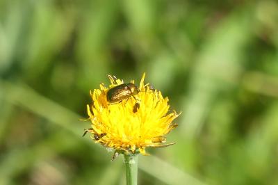 <i>Cryptocephalus</i>